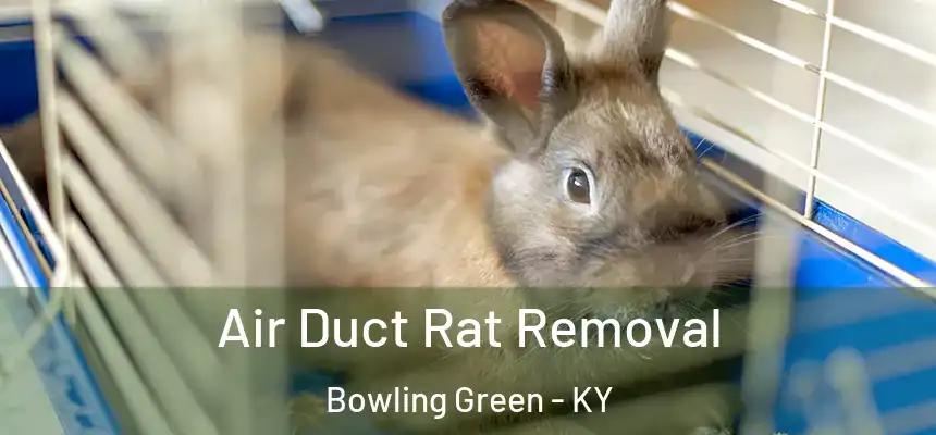  Air Duct Rat Removal Bowling Green - KY