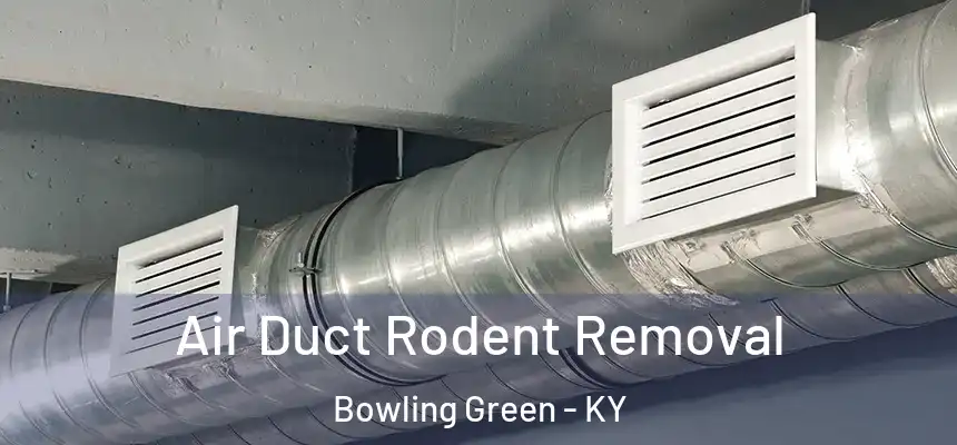 Air Duct Rodent Removal Bowling Green - KY