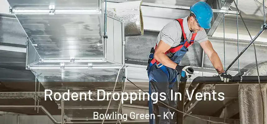 Rodent Droppings In Vents Bowling Green - KY